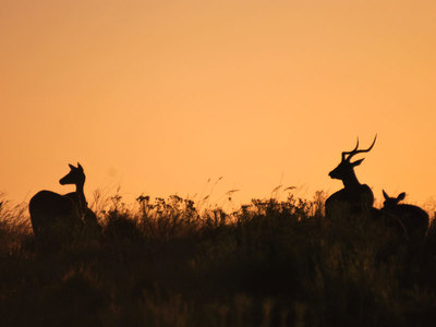 Impala