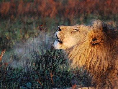 Serengethi Plains